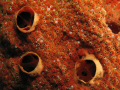   This very architectonic piece sponge. texture minute polyps make good contrast bigger holes creep within sponge  